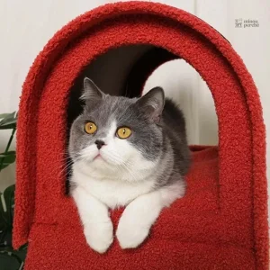 Boîte aux lettres pour chats, un refuge ludique et douillet