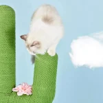 MiaouCactus : confort et amusement félin