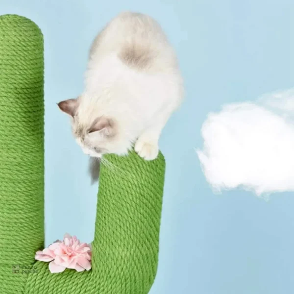 MiaouCactus : confort et amusement félin