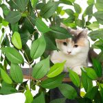 Arbre à chat esthétique et fonctionnel
