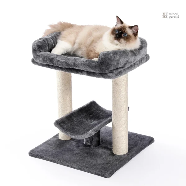 Arbre à chat gris, refuge pour félins