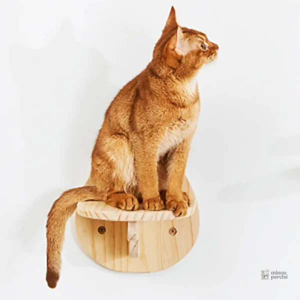 Hamac en bois pour chats curieux et joueurs