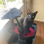 Structure d'escalade noire pour chats aventureux