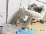 Arbre à chat nuage pour un repos douillet