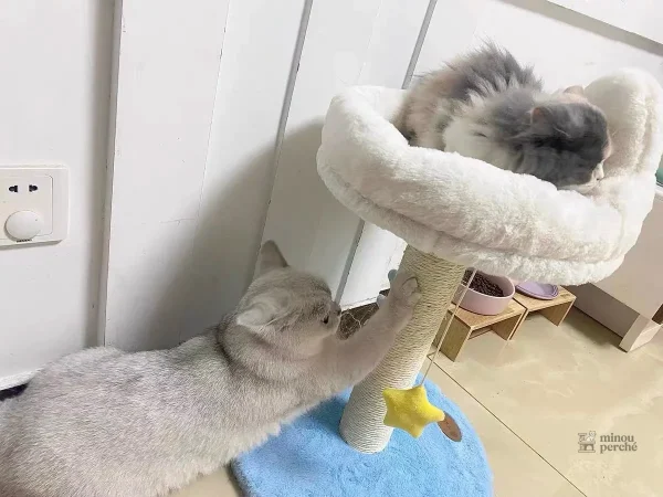 Arbre à chat nuage pour un repos douillet