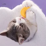 Modèle RêveCéleste : un espace de jeu pour chats