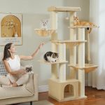 MaxiPlaisir : un espace de jeu pour grands chats