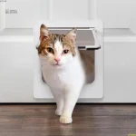 Chatière intérieure pour chat avec 4 modes de verrouillage