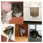 Chatière pour chat avec options de sécurité