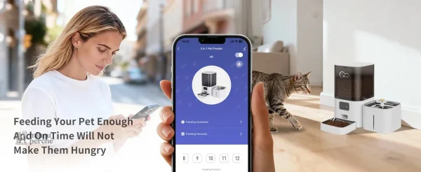Compagnon Zen : croquettes et eau pour votre chat