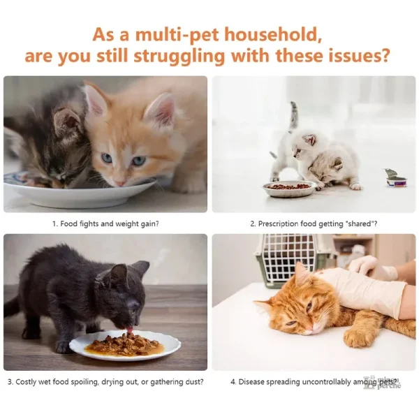 Solution de repas contrôlée pour chat avec pâtée