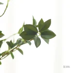 Élément Ficus pour arbre à chat personnalisé