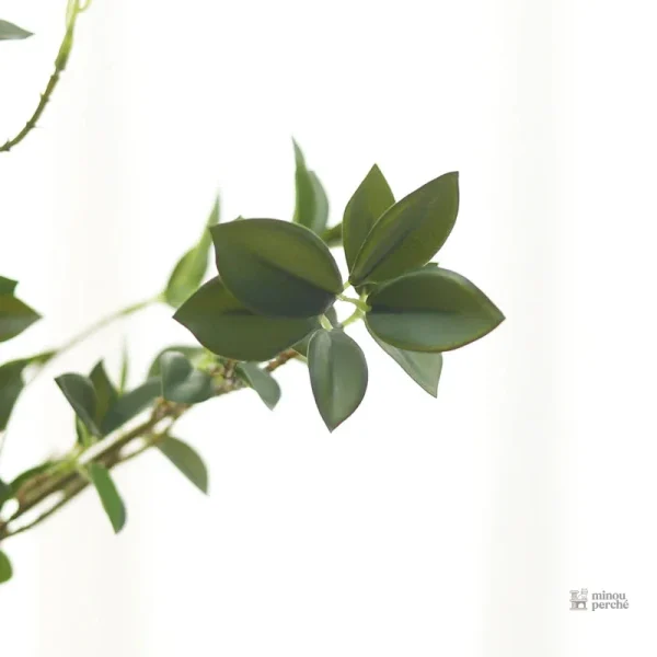 Élément Ficus pour arbre à chat personnalisé