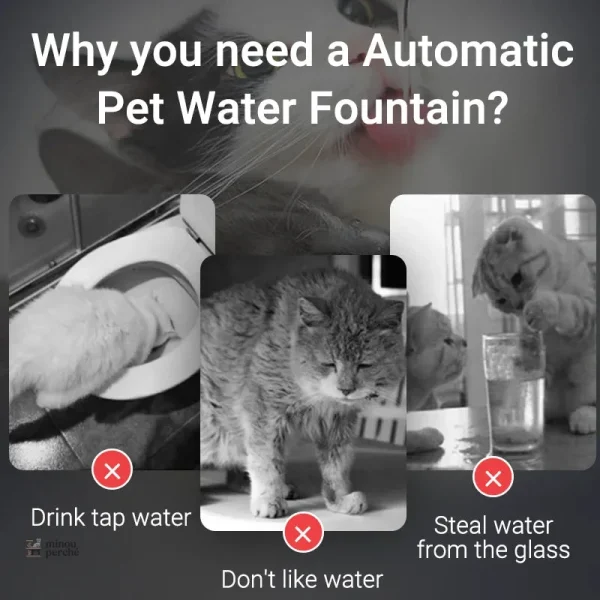 Fontaine d'eau pour chat, encourage l'hydratation