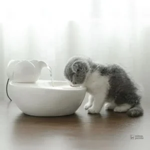 Fontaine en céramique pour l'hydratation des chats