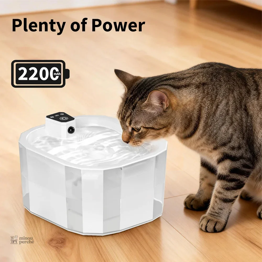 Fontaine à eau pour chat