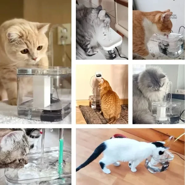 Fontaine à eau pour animaux, design transparent