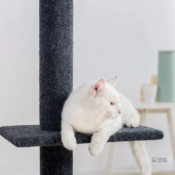 Arbre à chat Maine Coon, design ajustable au plafond