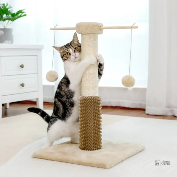 Design compact PawsPlay, parfait pour les petits appartements