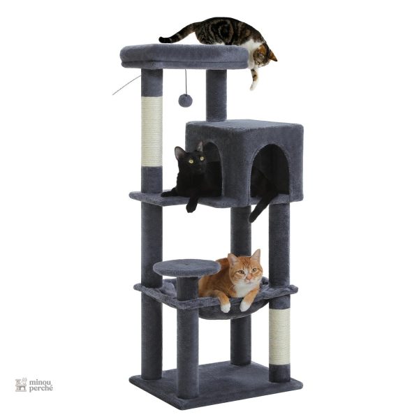 Conçu pour le confort des Maine Coon