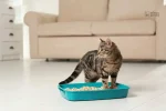Litière bentonite parfumée à la lavande, 5L pour chats