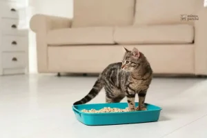 Litière bentonite parfumée à la lavande, 5L pour chats