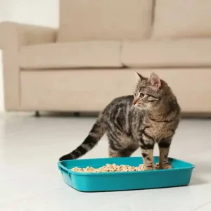 Litière bentonite parfumée à la lavande, 5L pour chats
