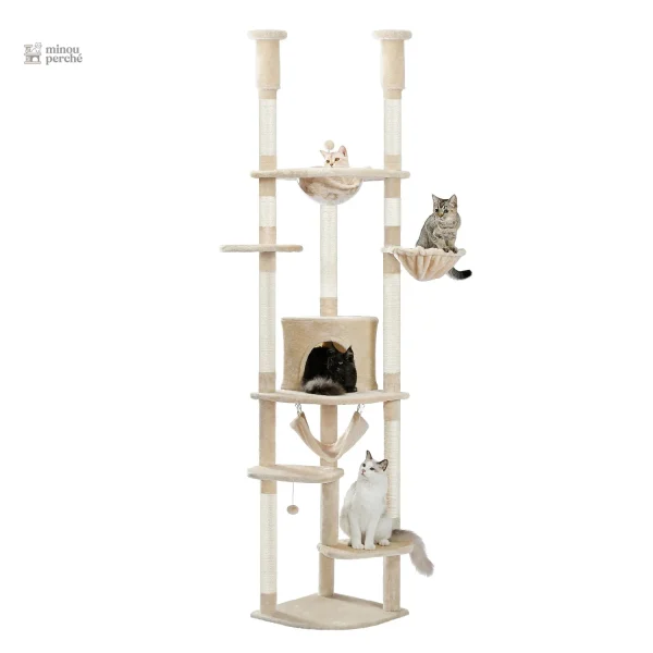 Structure solide pour chats Maine Coon adultes