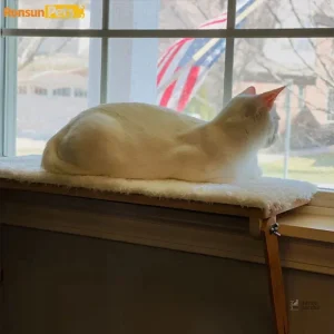 Solution d'escalade pour chat, plateforme à fenêtre