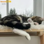 Plateforme murale pour chat, confort et sécurité