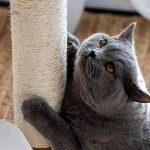 Arbre à chat en bois, idéal pour le jeu