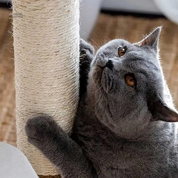 Arbre à chat en bois, idéal pour le jeu