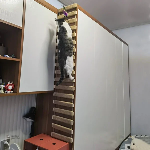 Echelle d'escalade pour chats aventuriers